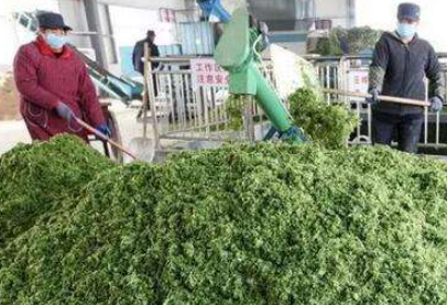 大量幾百噸廢棄菜葉回收利用生產(chǎn)工藝，果蔬垃圾廢菜葉怎么處理？